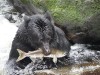 Alaska Anan Ayı Kamerası
