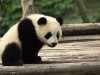 Chengdu Panda Üssü