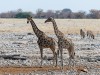Etosha Milli Parkı
